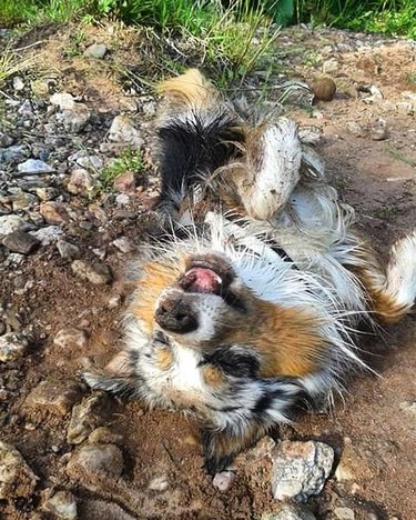 dog rolling in mud