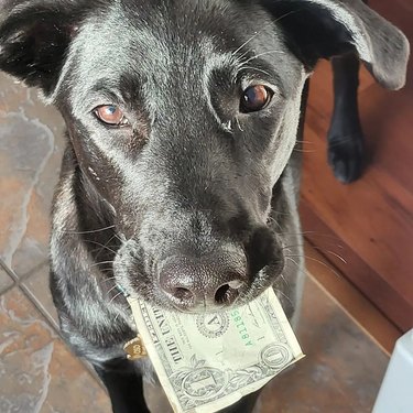 dog steals dollar bills