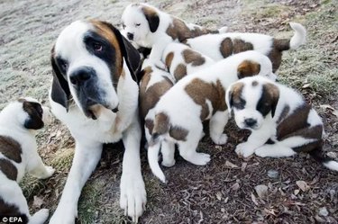 tired dog mom watching over puppies