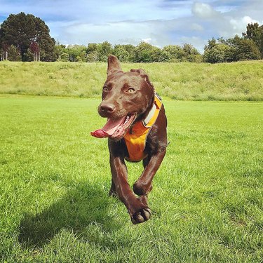 happy dog running free