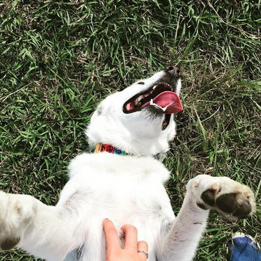 dog getting belly rub