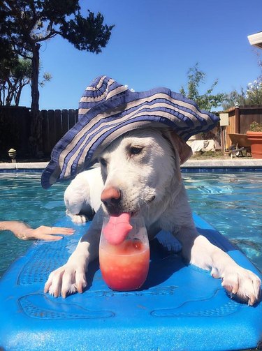 dog drinking juice on pool floatie