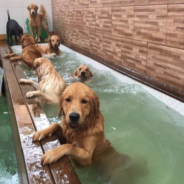 happy dogs soaking in pool