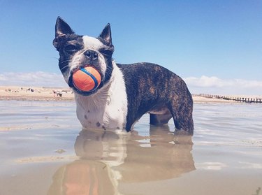 dog holding tennis ball on beach