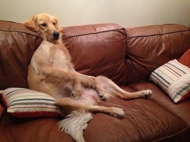 dog melting into couch cushions