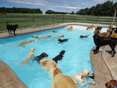 dogs have epic pool party