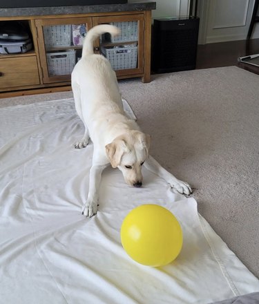 Dog bowing down to a yellow balloon.