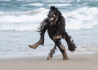Wet dog with long legs on a beach