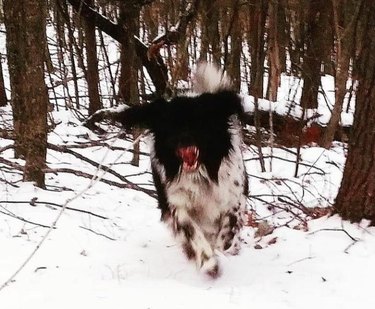 Blurry picture of dog jumping toward camera with open mouth