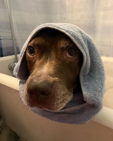 dog tricked into taking a bath with promise of cheese
