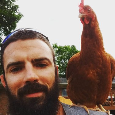 chicken sits on man's shoulder like a parrot