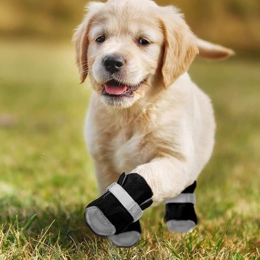 Puppy in boots