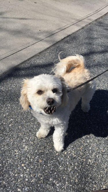 Dog with pinecone in mouth