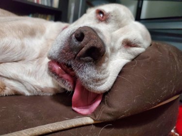Dog sleeping with tongue hanging out of mouth