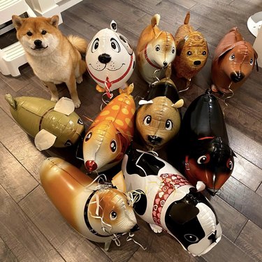 Shiba inu with dog balloons of various breeds.