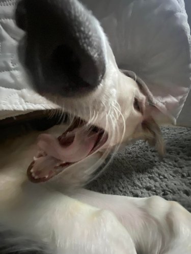 Borzoi under a bed yawning