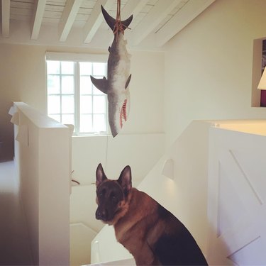 dog confused by stuffed shark hanging from ceiling