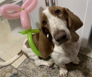 Basset hound with a balloon flower around their torso.