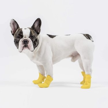 Dog in yellow boots