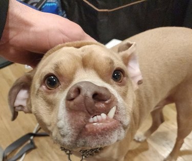 Dog with repaired cleft palate