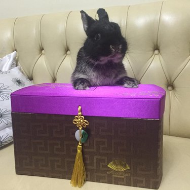 rabbit wants to know what's inside box