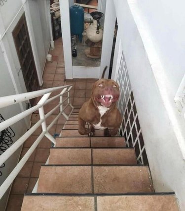 Pit bull terrier running up stair with open mouth