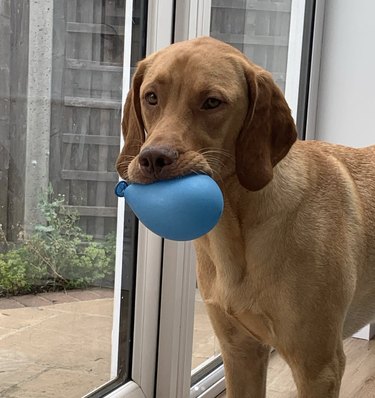 Vizslador holding a light blue balloon in their mouth.