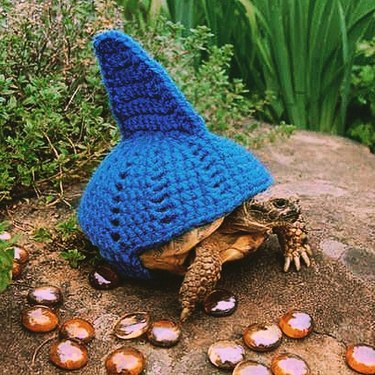 turtle with crocheted shark fin