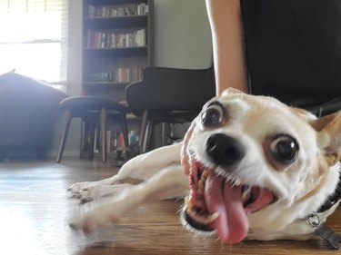 Dog with bulging eyes and open mouth