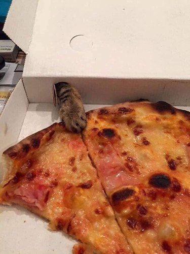 cat steals pizza