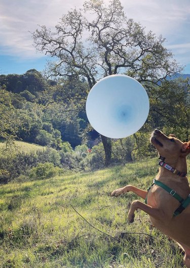 Dog playing with a light blue balloon on a nature walk.