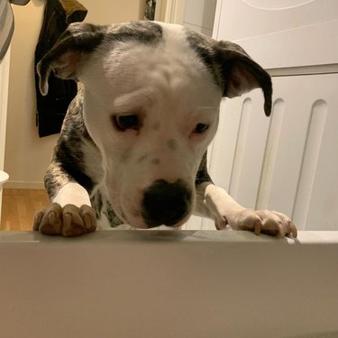dog's mind blown by water draining in bath tub