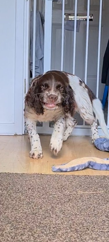 Blurry picture of excited spaniel
