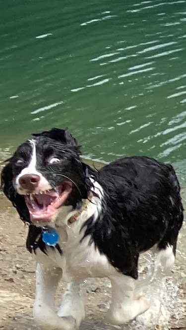 Excited wet dog with open mouth