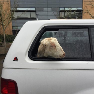 goat in back seat of car