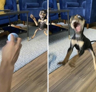 Blurry photos of puppy jumping towards ball