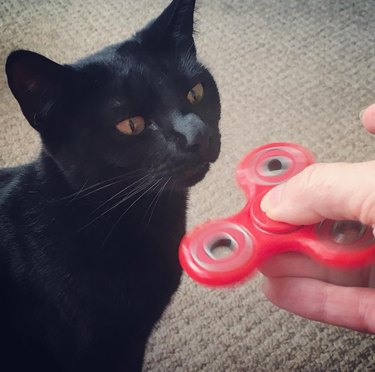 cat confused by spin toy