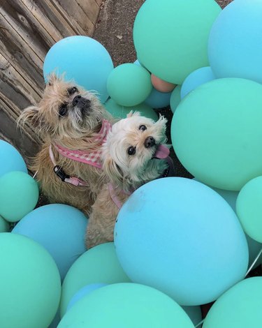Lhasa Apso dog and Brussels Griffon dog surrounded by turquoise and light blue balloons.