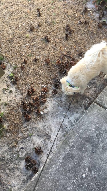 Dog sniffing pinecones