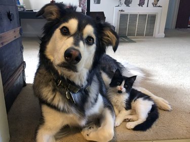 cat and dog confused by man's admission