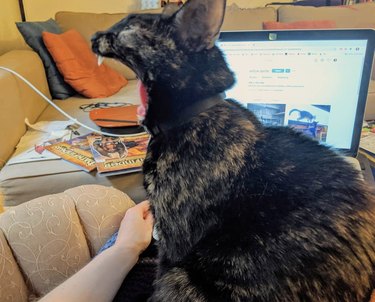 Cat screaming for attention while their human is working.