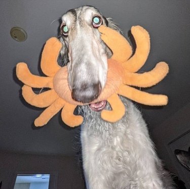 Borzoi holding plush crab in its mouth