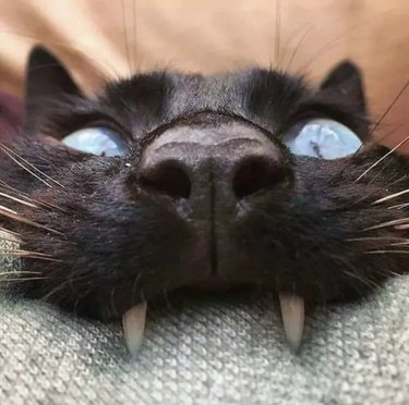 Close up of a cat biting