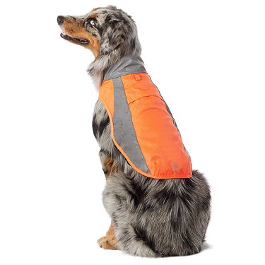 Dog in orange raincoat