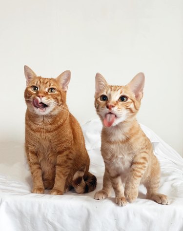 Funny ginger cats pose for photo with their tongues out.