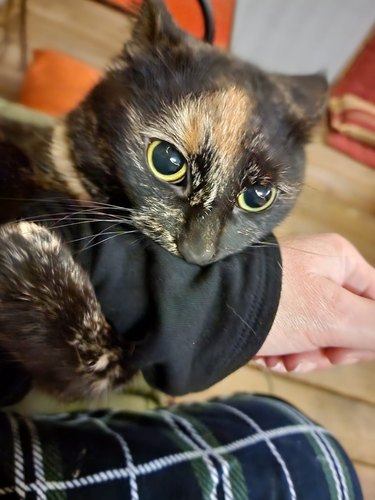 Tortie cat bites person's arm.