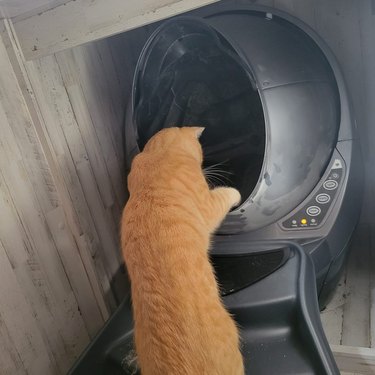 Orange cat tries to catch poops in litter box.