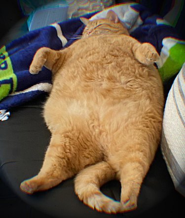 Fat orange cat sleeping soundly.