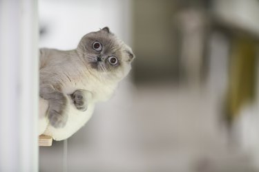 cat peers around door frame cautiously