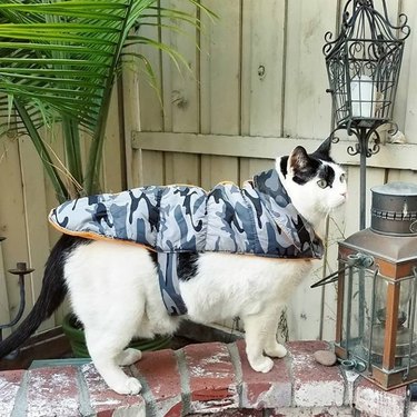 cat in camouflage vest